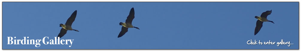 Around the Farm Gallery - click to enter...